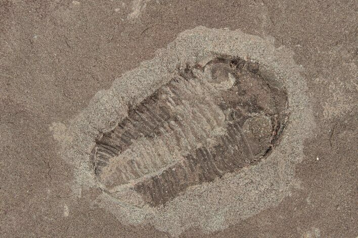 Ordovician Trilobite Plate - Tafraoute, Morocco #267358